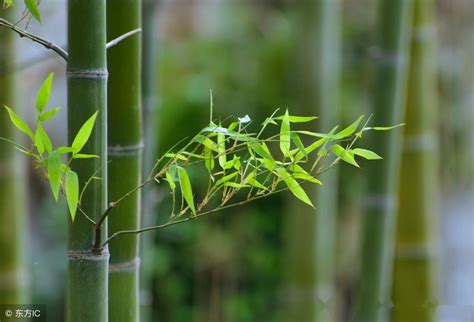 竹子 種植|竹子种植技巧——简单易学的移竹种植方法